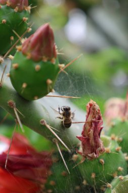 Kaktüs kırmızısı çiçek. Yüksek kalite fotoğraf