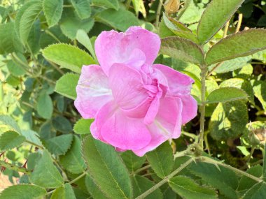 Pembe gül çiçeği. Pembe gül çalısı. Yüksek kalite fotoğraf