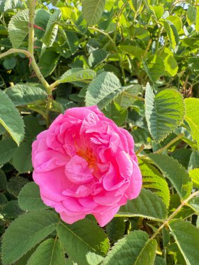 Pembe gül çiçeği. Pembe gül çalısı. Yüksek kalite fotoğraf