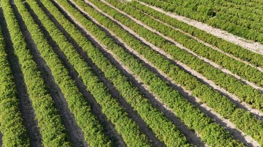 Pembe gül çiçeği. Pembe gül çalısı. Yeşil tarlalar. Yüksek kalite fotoğraf.