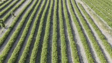 Pembe gül çiçeği. Pembe gül çalısı. Yeşil tarlalar. Yüksek kalite fotoğraf.