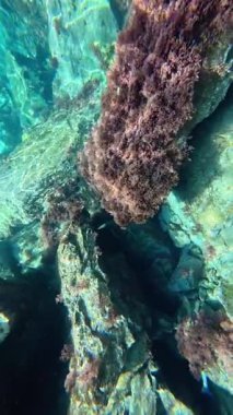 Su altında kumlu dalgalar. Temiz dalgalı su. Yüksek kalite 4k görüntü