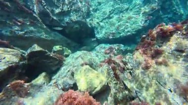 Su altında kumlu dalgalar. Temiz dalgalı su. Yüksek kalite 4k görüntü