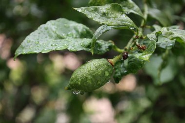 Olgunlaşmamış yeşil limon. Yağmurdan sonra damlalar. Yüksek kaliteli fotoğraf.