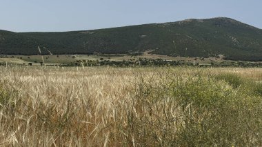 Buğday renginin altın tarlası, ufuktaki doğa dağları. Altın buğday tarlası