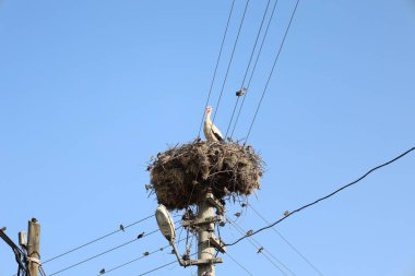 Leylek yuvası direği. Yüksek kalite fotoğraf