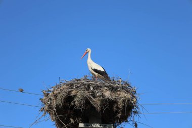 Leylek yuvası direği. Yüksek kalite fotoğraf