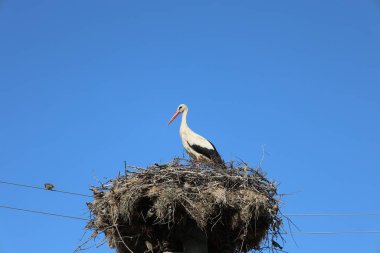 Leylek yuvası direği. Yüksek kalite fotoğraf