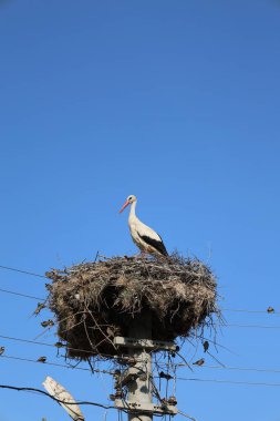 Leylek yuvası direği. Yüksek kalite fotoğraf