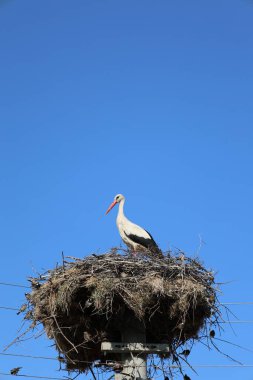 Leylek yuvası direği. Yüksek kalite fotoğraf