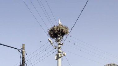 Leylek yuvası direği. Yüksek kalite fotoğraf