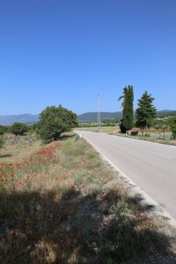 Ağaçlı yol. Yol kenarındaki yeşil çimlerde haşhaş. Kırmızı gelincik tarlası. Kırmızı gelinciklerden oluşan enfes bir tarla. Açık gökyüzü. 