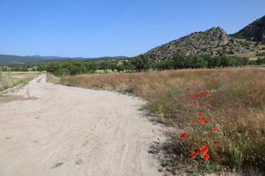 Yol kenarındaki yeşil çimlerde haşhaş. Kırmızı gelincik tarlası. Kırmızı gelinciklerden oluşan enfes bir tarla. Açık gökyüzü. 