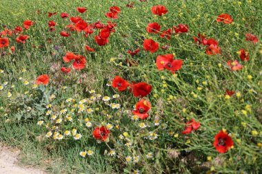 Kırmızı gelincik tarlası. Kırmızı gelinciklerden oluşan enfes bir tarla. Açık gökyüzü. 