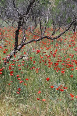 Kırmızı gelincik tarlası. Kırmızı gelinciklerden oluşan enfes bir tarla. Açık gökyüzü. 