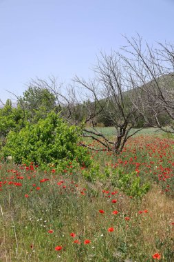 Kırmızı gelincik tarlası. Kırmızı gelinciklerden oluşan enfes bir tarla. Açık gökyüzü. 