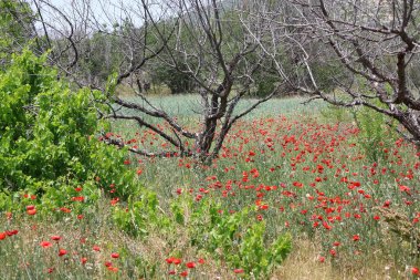 Kırmızı gelincik tarlası. Kırmızı gelinciklerden oluşan enfes bir tarla. Açık gökyüzü. 
