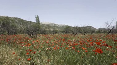 Kırmızı gelincik tarlası. Kırmızı gelinciklerden oluşan enfes bir tarla. Açık gökyüzü. 