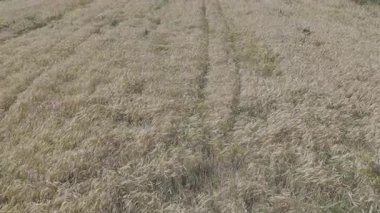 Ekinlerin dolambaçlı yolu, tarlaların havadan görünüşü 