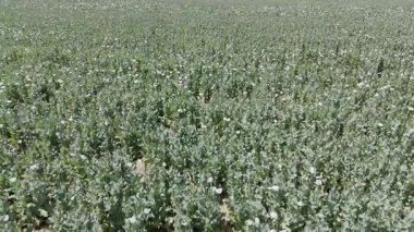 Yeşil tarla bitkileri. Gelincik tarlası manzarası. Yüksek kalite fotoğraf