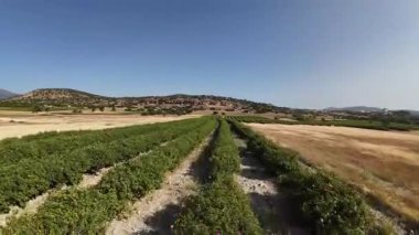Pembe gül çiçeği. Pembe gül çalısı. Yeşil tarlalar. Yüksek kalite fotoğraf.