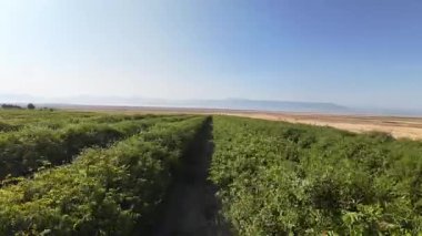 Pembe gül çiçeği. Pembe gül çalısı. Yeşil tarlalar. Yüksek kalite fotoğraf.