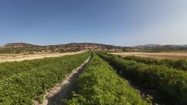 Pembe gül çiçeği. Pembe gül çalısı. Yeşil tarlalar. Yüksek kalite fotoğraf.