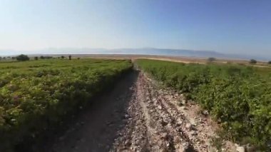 Pembe gül çiçeği. Pembe gül çalısı. Yeşil tarlalar. Yüksek kalite fotoğraf.