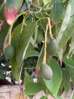 Ağaçta olgunlaşmamış avokado meyveleri. Yeşil yapraklar. Yüksek kalite fotoğraf
