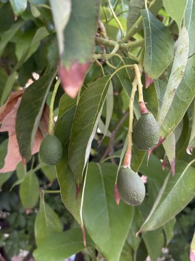 Ağaçta olgunlaşmamış avokado meyveleri. Yeşil yapraklar. Yüksek kalite fotoğraf