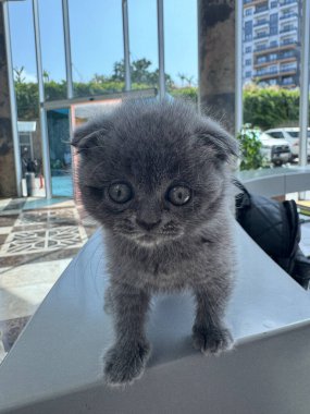 Kedi yavrusu masada oynuyor. Yüksek kalite fotoğraf