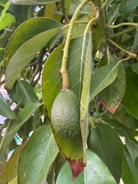 Ağaçta olgunlaşmamış avokado meyveleri. Yeşil yapraklar. Yüksek kalite fotoğraf