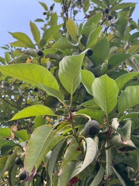 Ağaçta olgunlaşmamış avokado meyveleri. Yeşil yapraklar. Yüksek kalite fotoğraf