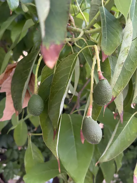 Ağaçta olgunlaşmamış avokado meyveleri. Yeşil yapraklar. Yüksek kalite fotoğraf