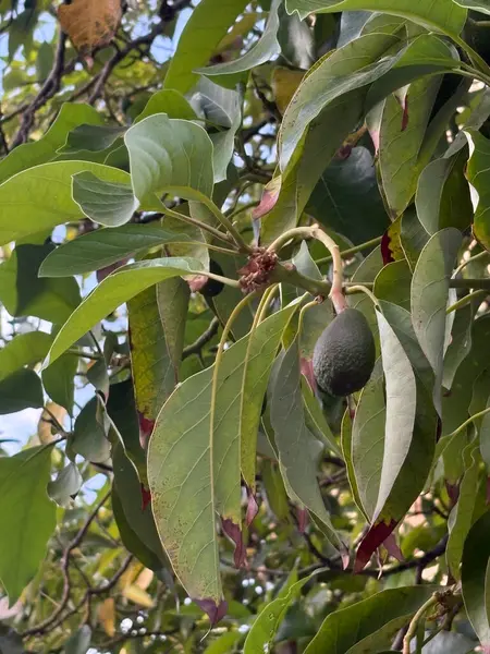 Ağaçta olgunlaşmamış avokado meyveleri. Yeşil yapraklar. Yüksek kalite fotoğraf
