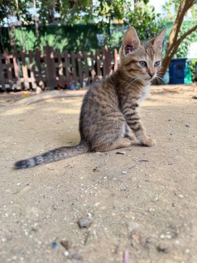 Kediler kamera ağacı. Kediler ve kamera Yüksek kalite fotoğraf