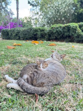 Kedi yavrusu kaldırımda oynuyor. Benekli kedi. Yüksek kalite fotoğraf