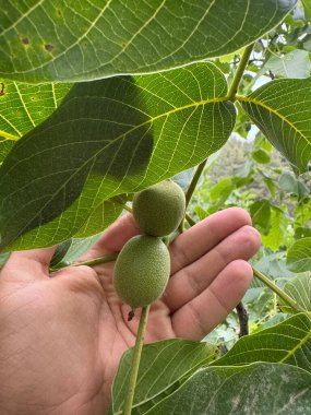 Olgunlaşmamış yeşil cevizler. ağaç cevizi, yeşil meyve, tarım, lezzetli, yüksek kaliteli fotoğraf