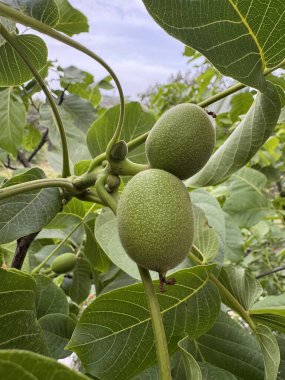 Olgunlaşmamış yeşil cevizler. ağaç cevizi, yeşil meyve, tarım, lezzetli, yüksek kaliteli fotoğraf