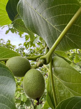 Olgunlaşmamış yeşil cevizler. ağaç cevizi, yeşil meyve, tarım, lezzetli, yüksek kaliteli fotoğraf