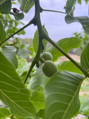 Olgunlaşmamış yeşil cevizler. ağaç cevizi, yeşil meyve, tarım, lezzetli, yüksek kaliteli fotoğraf