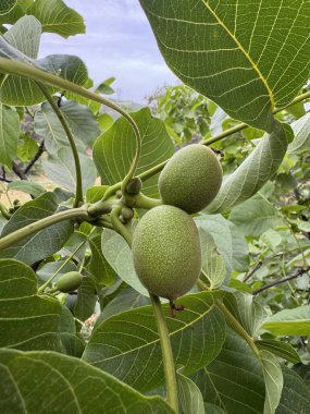 Olgunlaşmamış yeşil cevizler. ağaç cevizi, yeşil meyve, tarım, lezzetli, yüksek kaliteli fotoğraf