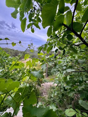 Olgunlaşmamış yeşil cevizler. ağaç cevizi, yeşil meyve, tarım, lezzetli, yüksek kaliteli fotoğraf