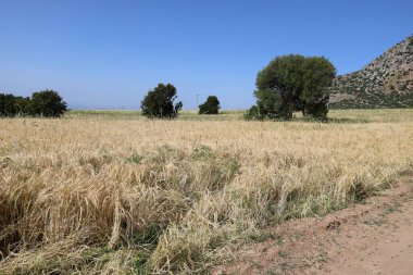 Köy yolu ağacı. Toprak yol, köy yolu. Altın buğday tarlası. Yüksek kalite fotoğraf