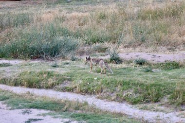 Tilkinin doğal yaşam alanı. Yüksek kalite fotoğraf