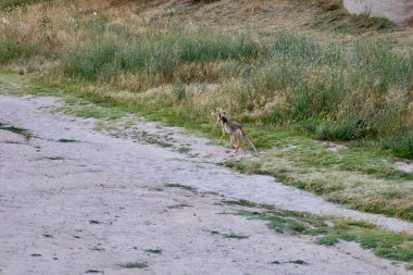 Tilkinin doğal yaşam alanı. Yüksek kalite fotoğraf