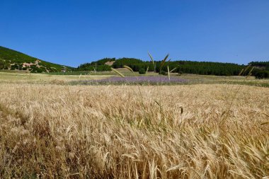 Altın buğday tarlası. Yüksek kalite fotoğraf
