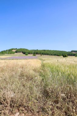 Altın buğday tarlası. Yüksek kalite fotoğraf