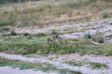 Tilkinin doğal yaşam alanı. Yüksek kalite fotoğraf