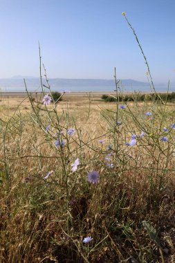 Altın buğday tarlası. Yüksek kalite fotoğraf